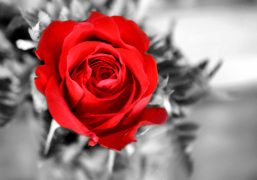 Nature Photograph - Red Rose by Karen Scovill