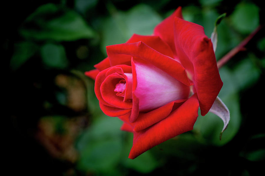 Red Rose Photograph by Kenneth Roberts