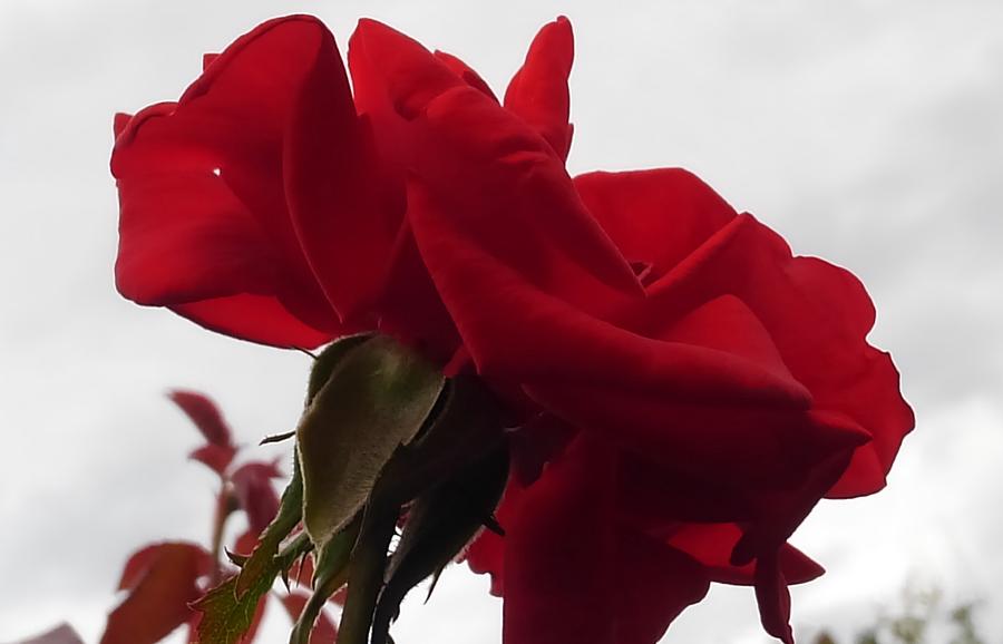 Rose Photograph - Red rose by Kumiko Izumi