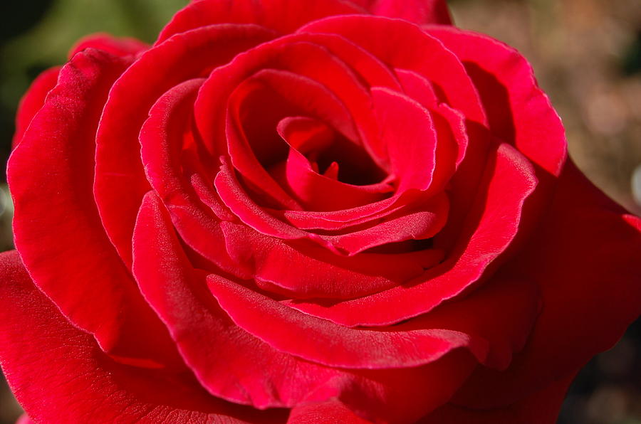 Red Rose Photograph by Lisa Kleiner - Fine Art America