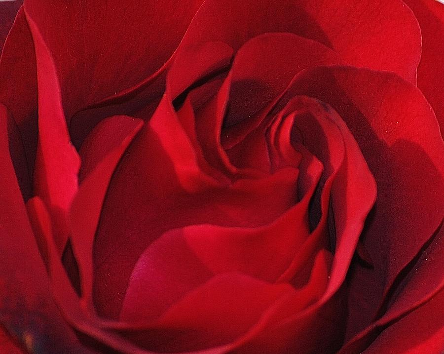 Red Rose Photograph by Lisa Mueller - Fine Art America