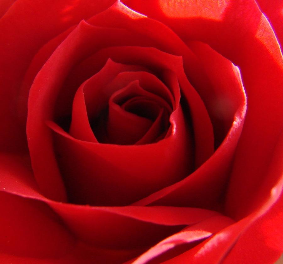 Red Rose Photograph by Liz Vernand