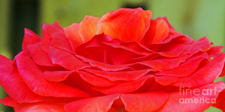 Red Rose Photograph by Lizi Beard-Ward