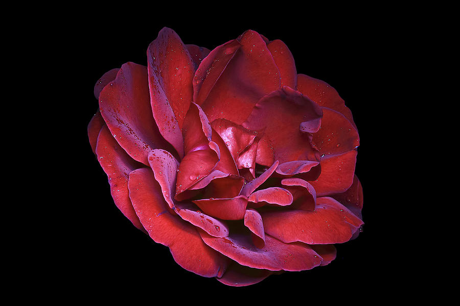 Rose Photograph - Red Rose by Loic  GIRAUD