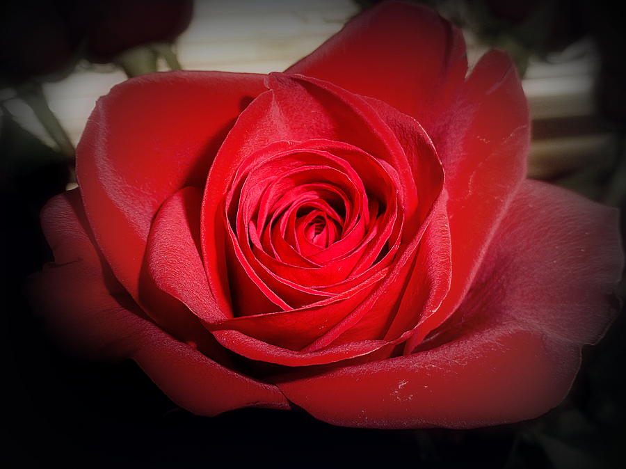 Red Rose Photograph by Lori Seaman