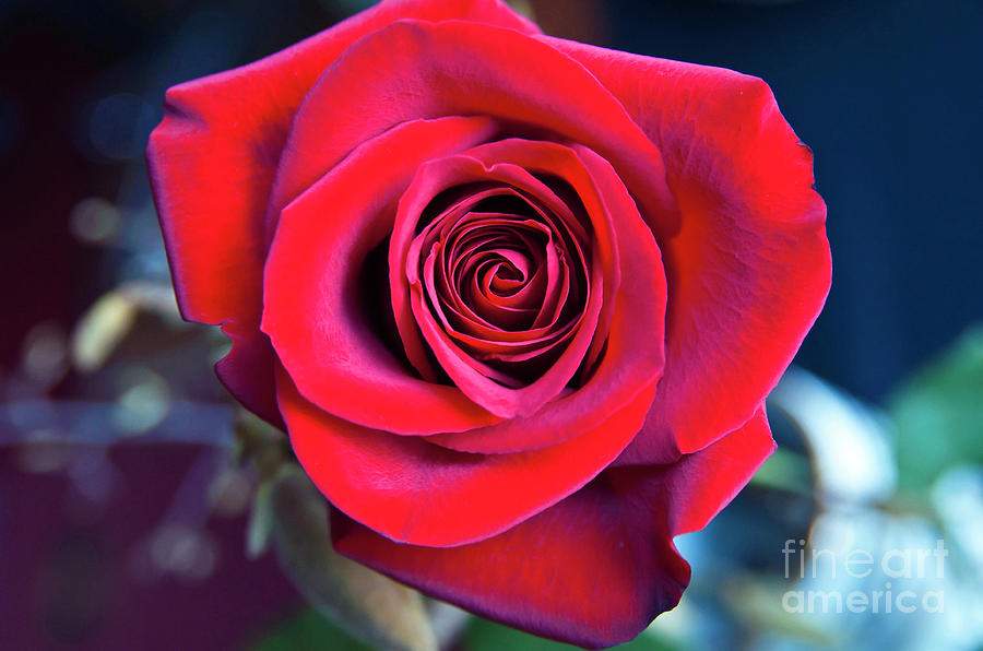 Red Rose Lover Photograph by Silva Wischeropp