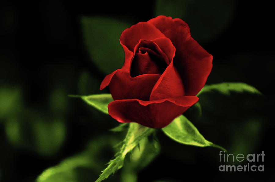 Red Rose Photograph by Lydia Holly