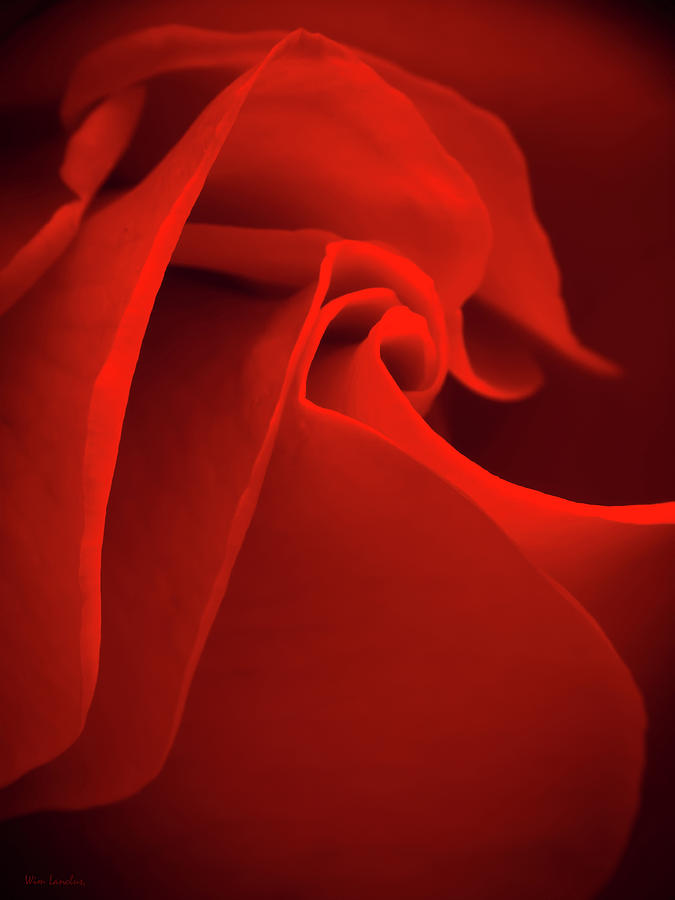 Abstract Photograph - Red Rose Macro by Wim Lanclus