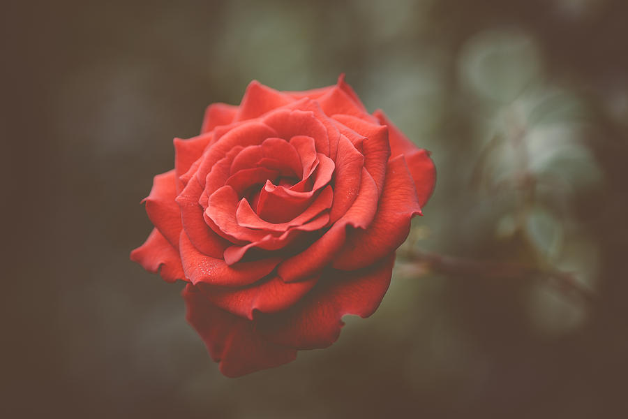 Red Rose Photograph by Marco Oliveira