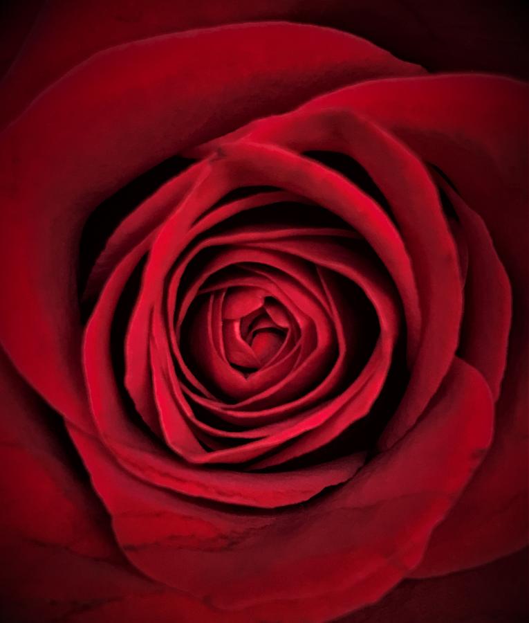 Red Rose Photograph by Marianna Mills