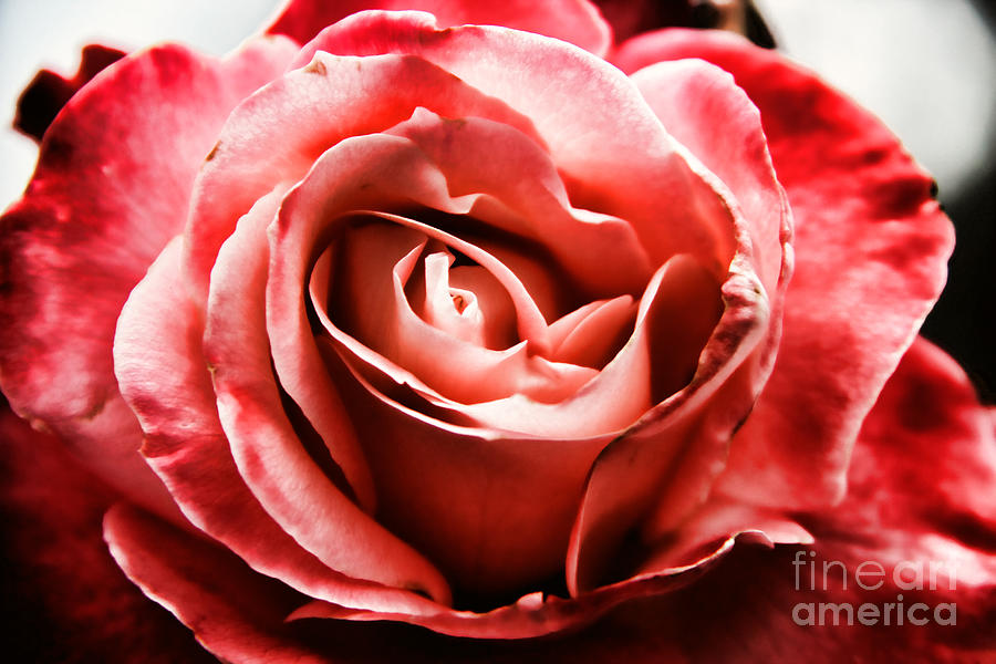 Nature Photograph - Red Rose  by Mariola Bitner