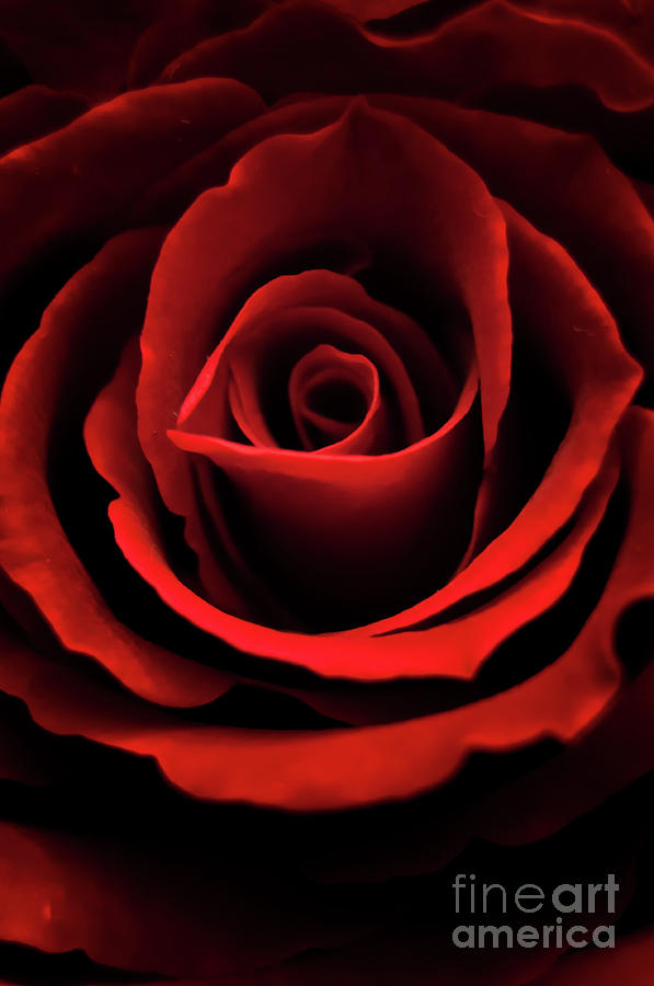 Red rose Photograph by Mariusz Talarek