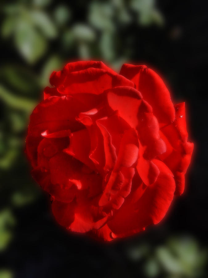 Red Rose Photograph by Mark Blauhoefer