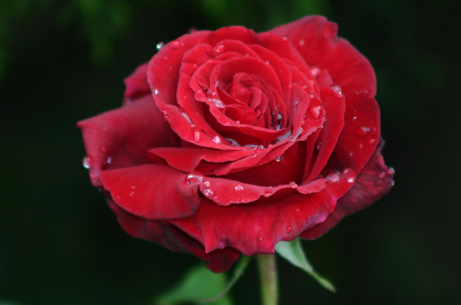 Red Rose Photograph by Martina Fagan