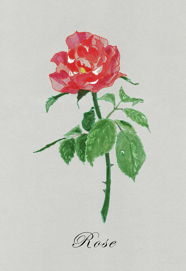 Red Rose Painting by Masha Batkova