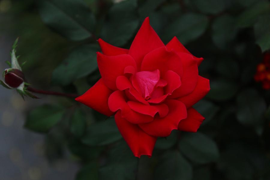 Nature Photograph - Red Rose by Mesa Teresita