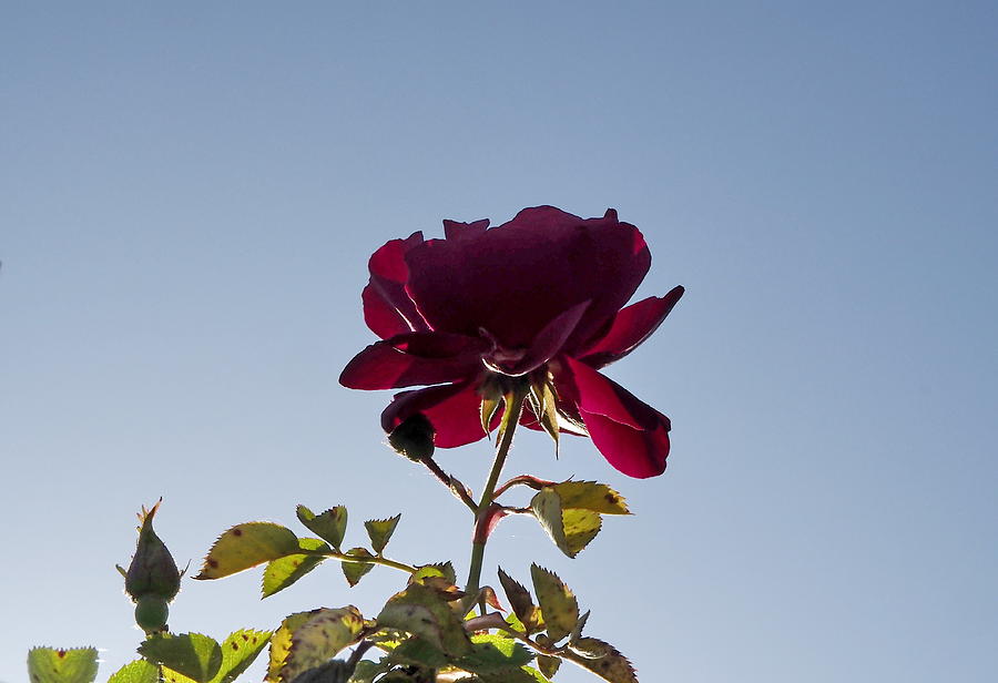 Red Rose Morning Photograph by Richard Thomas