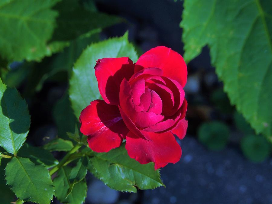 Red Rose Photograph By My Rubio Garden - Fine Art America