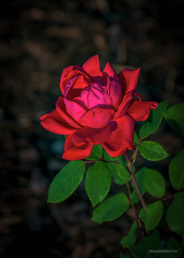 Red Rose Night Photograph by LeeAnn McLaneGoetz McLaneGoetzStudioLLCcom