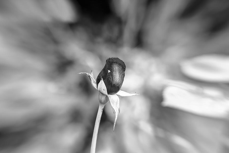 Red rose November 2015 BW  Photograph by Leif Sohlman