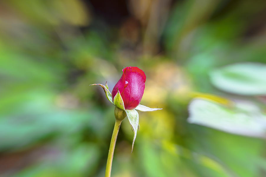 Red rose November 2015  Photograph by Leif Sohlman