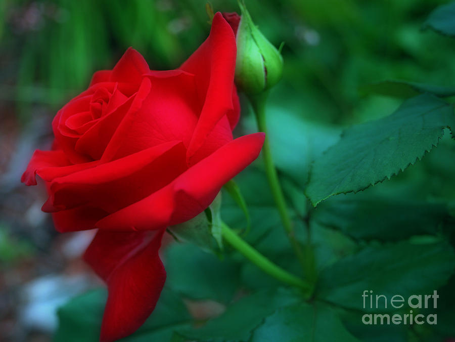 Red Rose Of Summer Photograph by Kay Novy
