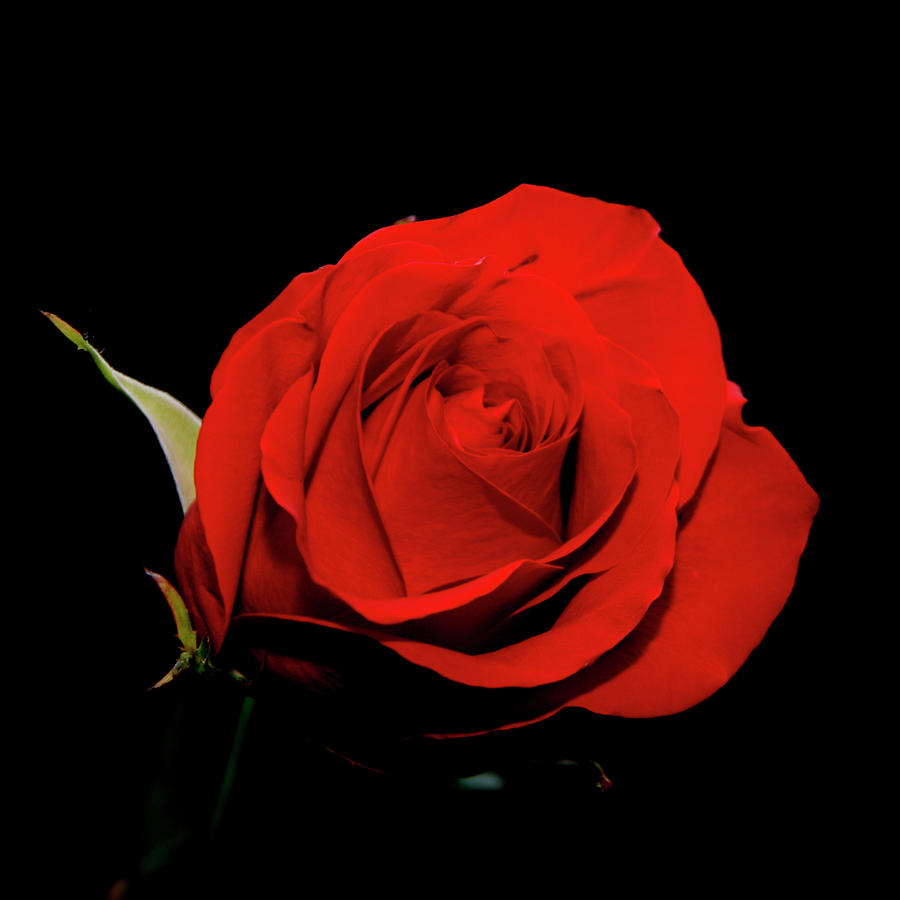 Red Rose on Black 2 Photograph by George Jones