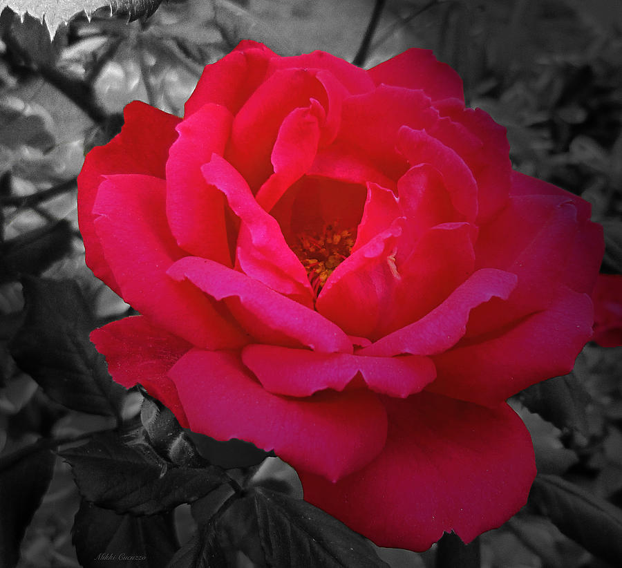 Red Rose on Black and White Photograph by Mikki Cucuzzo