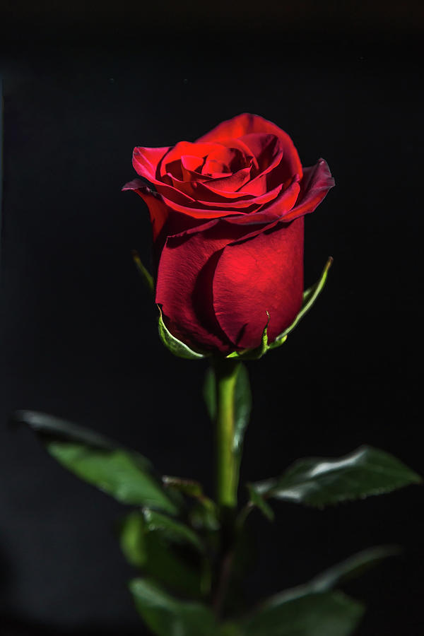 Red rose on black background Photograph by Aleksandr Tkach