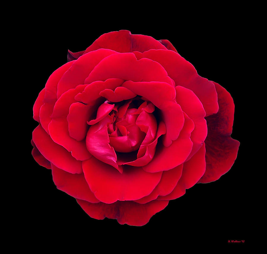 Red Rose On Black Photograph by Brian Wallace
