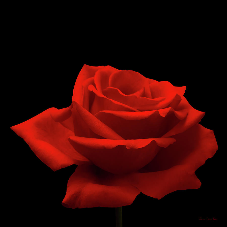 Rose Photograph - Red Rose on Black by Wim Lanclus
