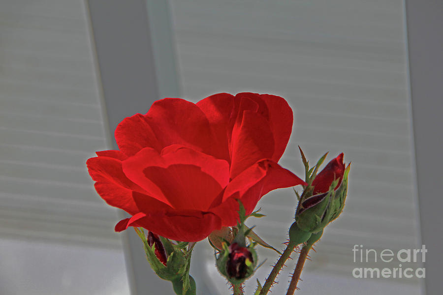 Red rose on Geometric Background  Photograph by David Frederick