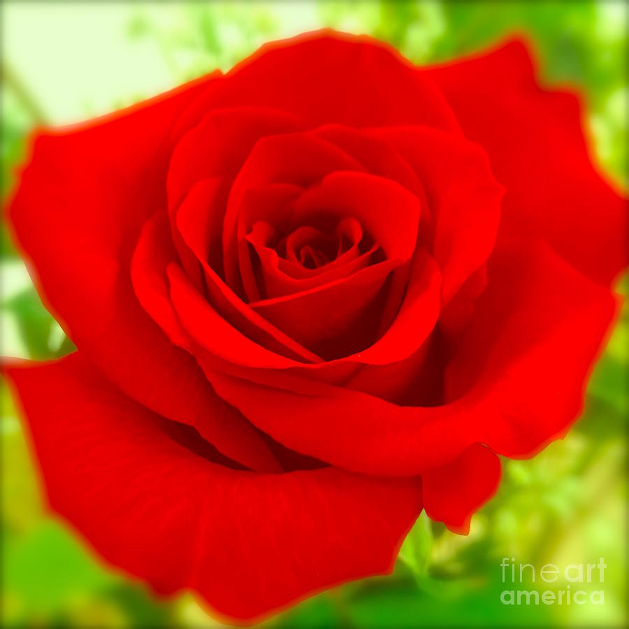 Red Rose On Green Photograph