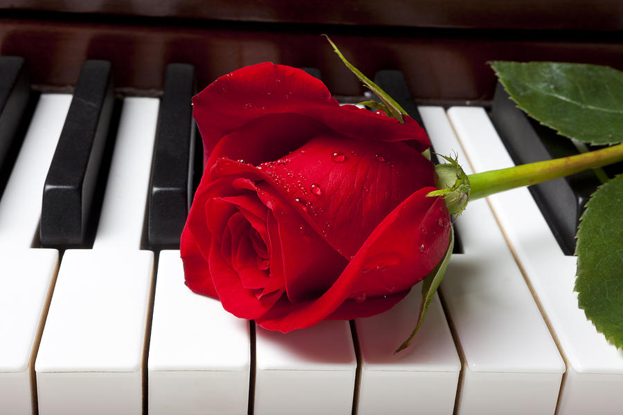 Piano Photograph - Red rose on piano keys by Garry Gay