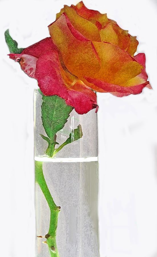 Red Rose On Pure White Photograph by Ian  MacDonald