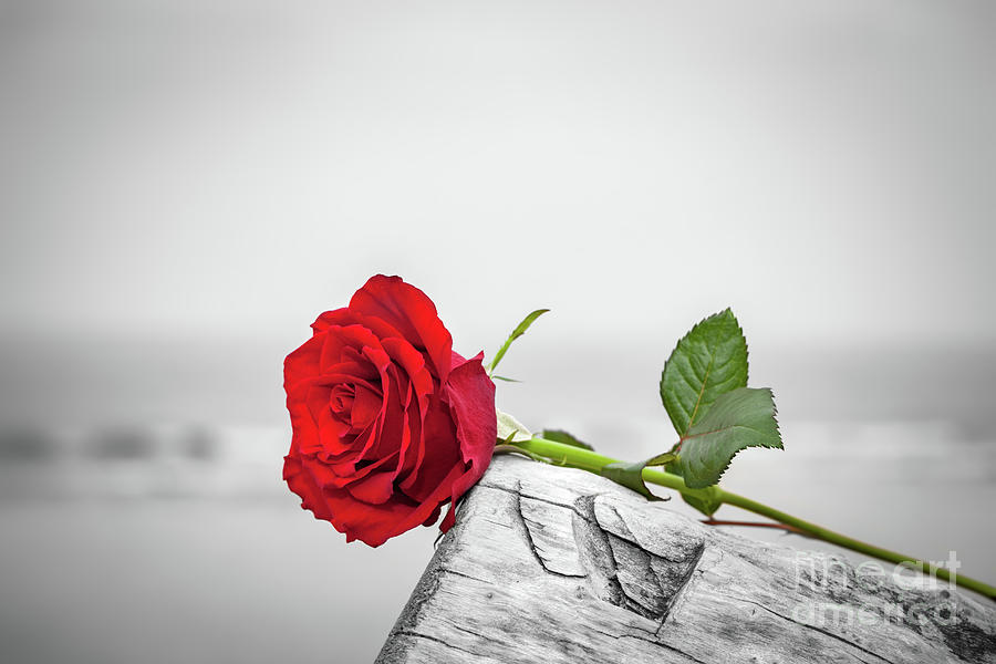Red rose on the beach. Color against black and white. Love, romance, melancholy concepts. Photograph by Michal Bednarek
