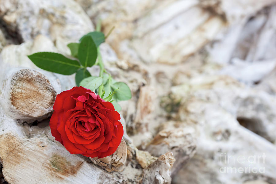 Red rose on the beach. Love, romance, melancholy concepts. Photograph by Michal Bednarek