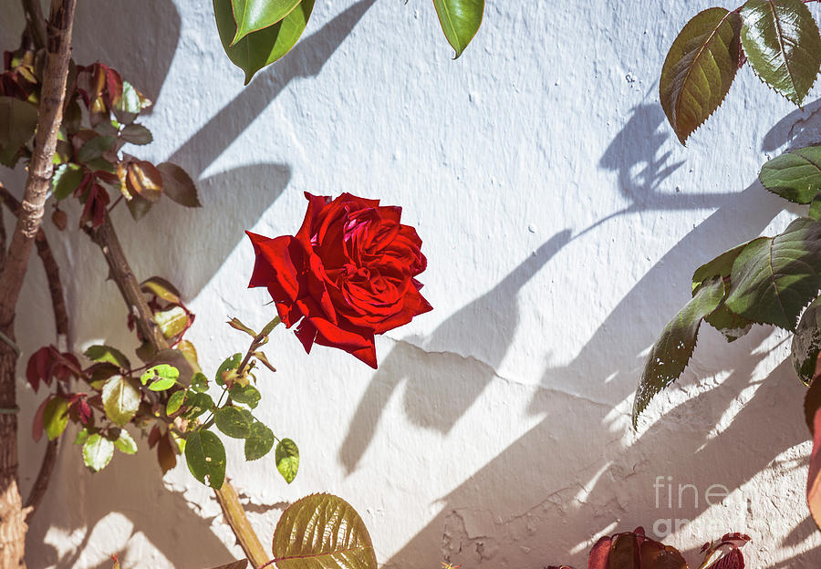 Nature Photograph - Red Rose On White Wall by Compuinfoto