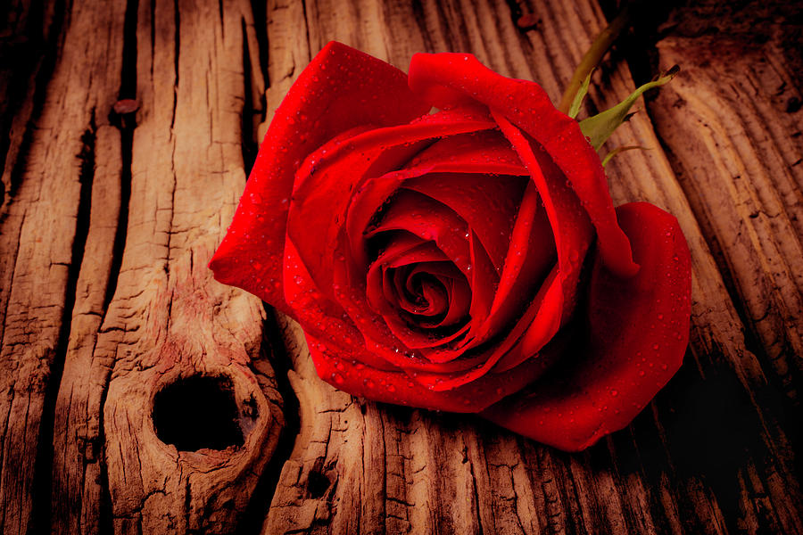 Red Rose On Wooden Boards Photograph by Garry Gay - Fine Art America