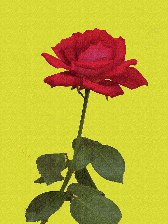Red Rose On Yellow Digital Art by Tom Janca