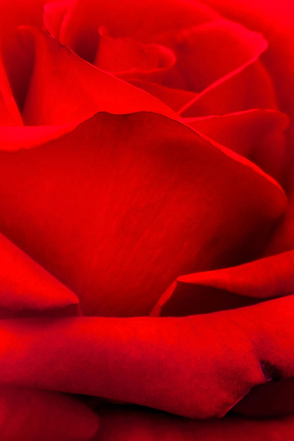 Red Rose Petals Photograph