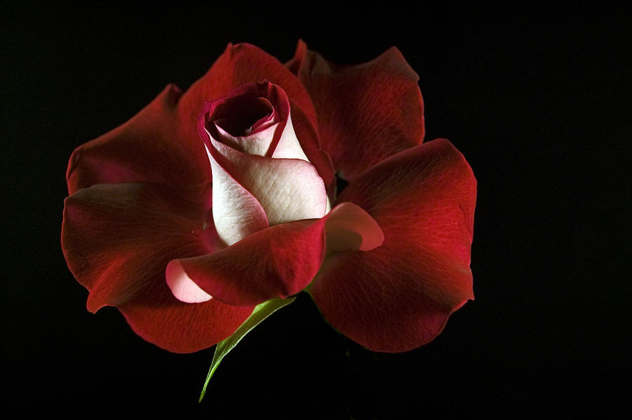 Red Rose Petals Photograph by Elsa Santoro