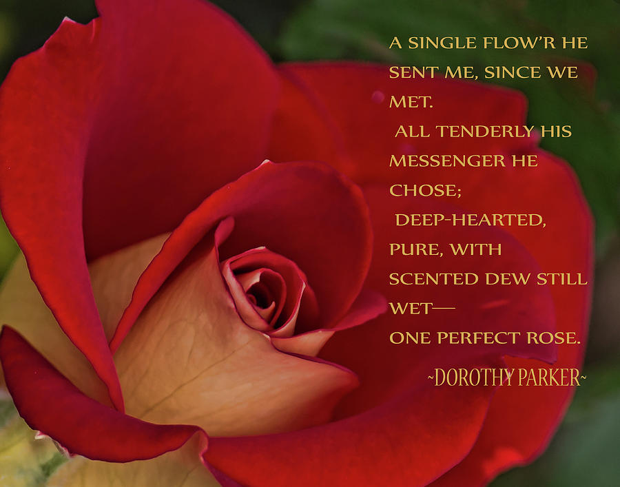 Red Rose Poem Photograph by Mary Bellew