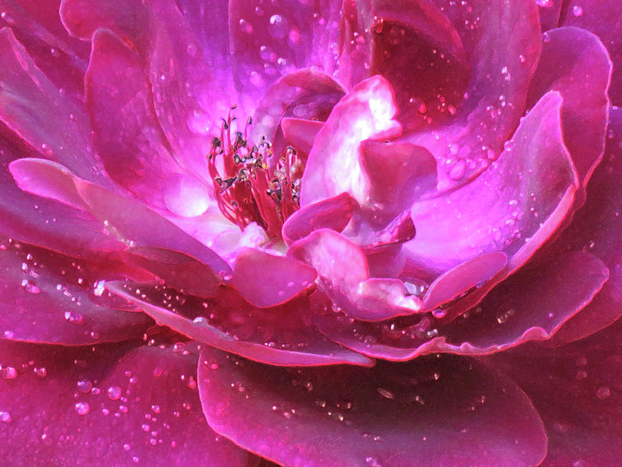 Red Rose Rain Dance - Series of Raindrops on Roses - Floral Macro Enhanced Photograph by Brooks Garten Hauschild