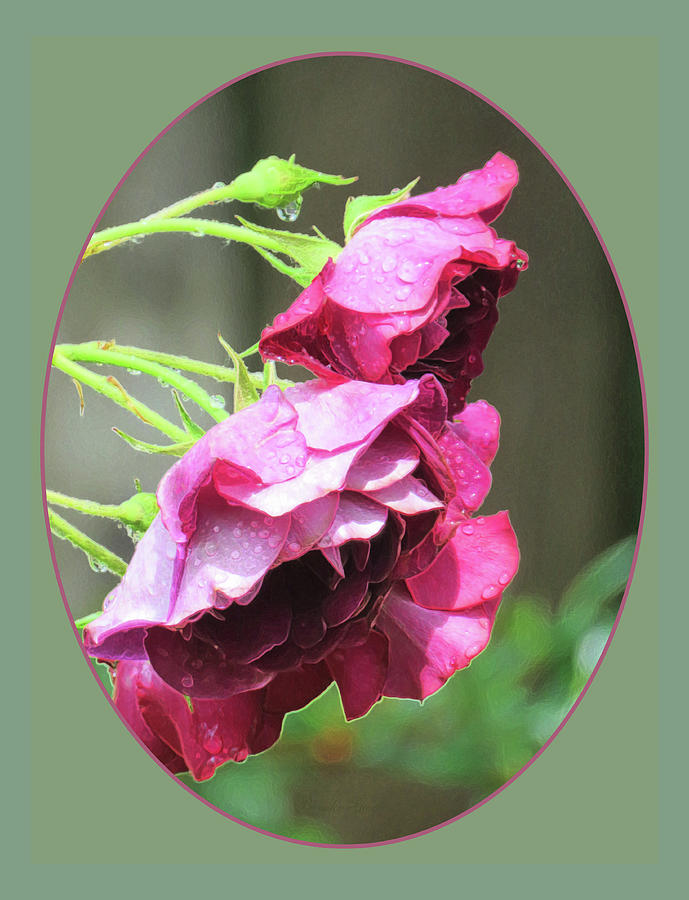 Red Rose Rain Dance 4th In A Series Of 6 Photograph By Brooks