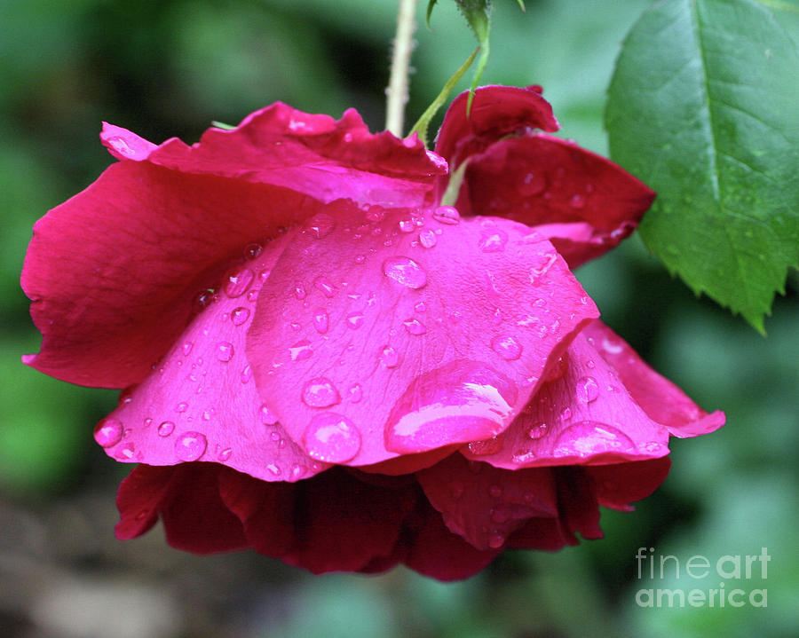 Red Rose Raindrops Photograph by Smilin Eyes Treasures