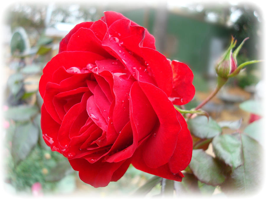 Red Rose  Red Rose Photograph