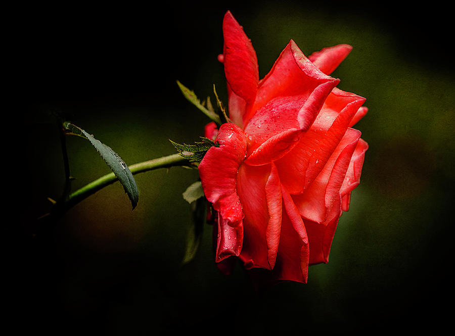 Red Rose Photograph by Reynaldo Williams