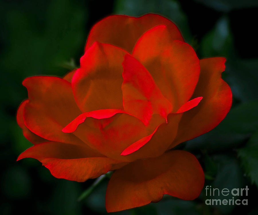Red Rose Photograph by Robert Suggs