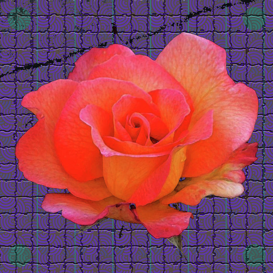 Red Rose Digital Art by Rod Whyte